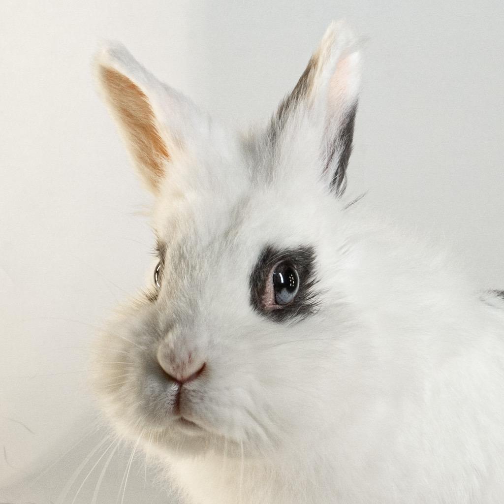 Ruffles, a Adoptable mixed breed in San Francisco, CA image 3/6