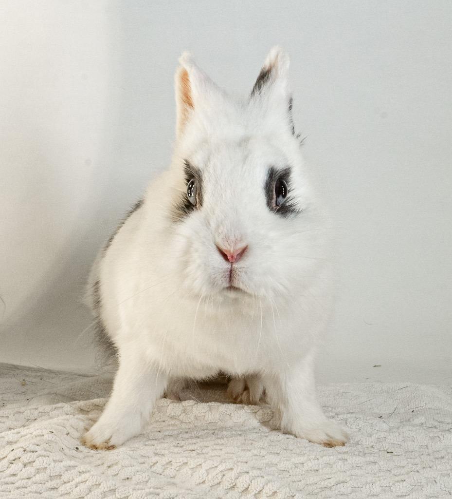 Enlarge Ruffles, a Adoptable mixed breed in San Francisco, CA image 4/6