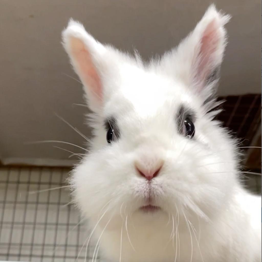 Enlarge Ruffles, a Adoptable mixed breed in San Francisco, CA image 6/6