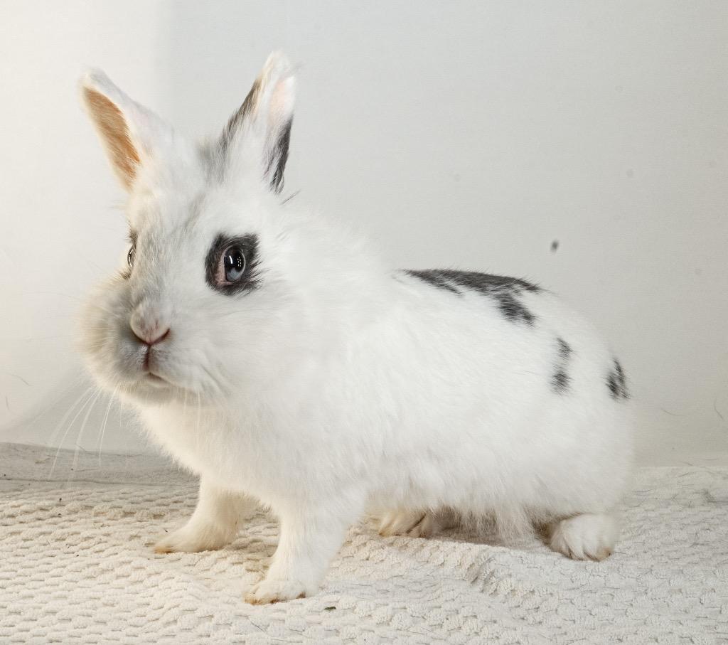 Ruffles, a Adoptable mixed breed in San Francisco, CA image 5/6