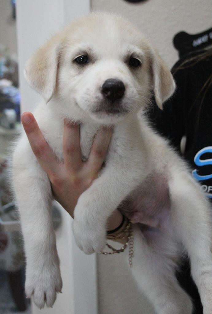Enlarge Jalapeno, a Adoptable Mixed Breed in Vacaville, CA image 1/1