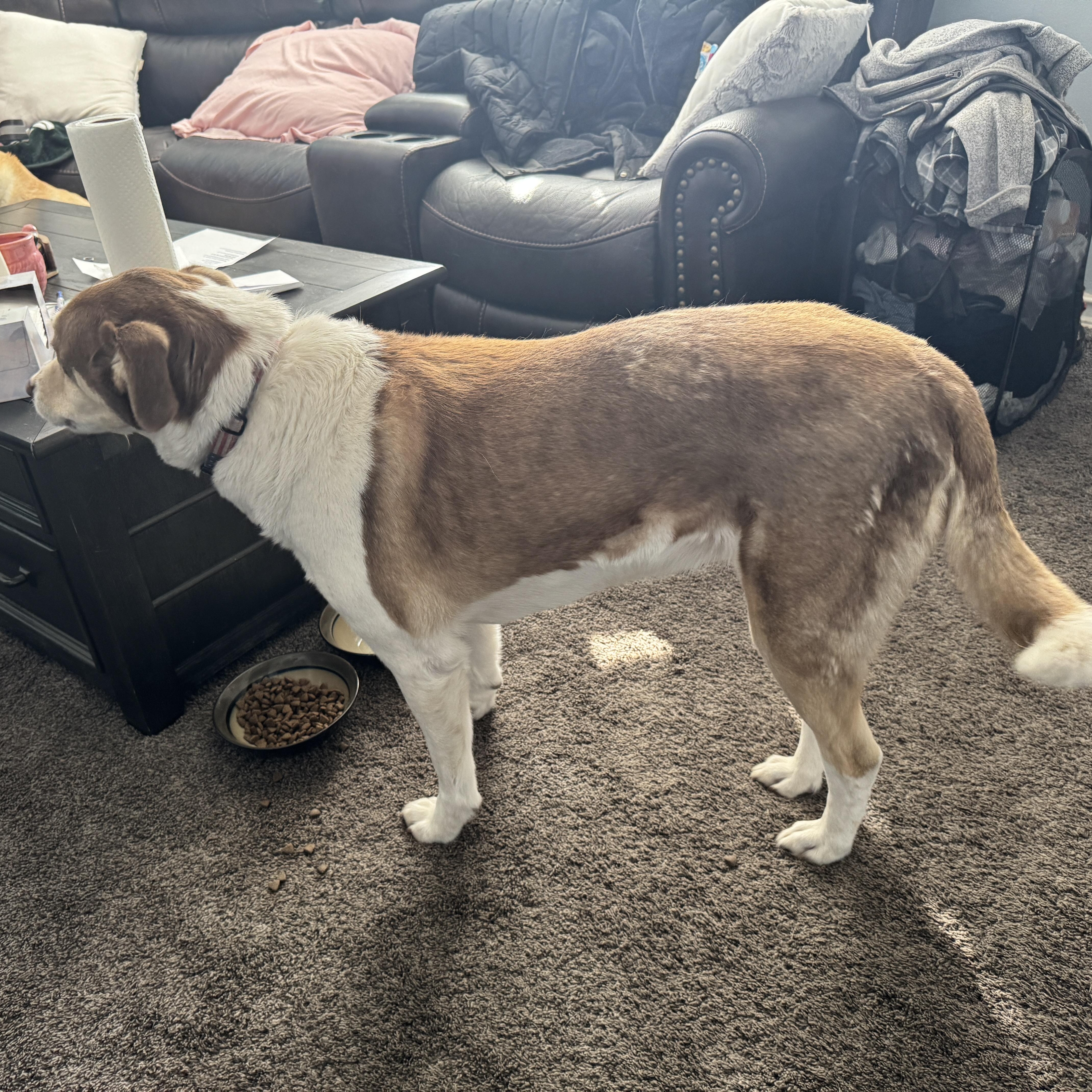 Enlarge MEET MAGGIE- FIXED, VACCINATED, HOUSEBROKEN, MICROCHIPPED! DOG FRIENDLY, a ADOPTABLE mixed breed in Clifton, NJ image 3/6