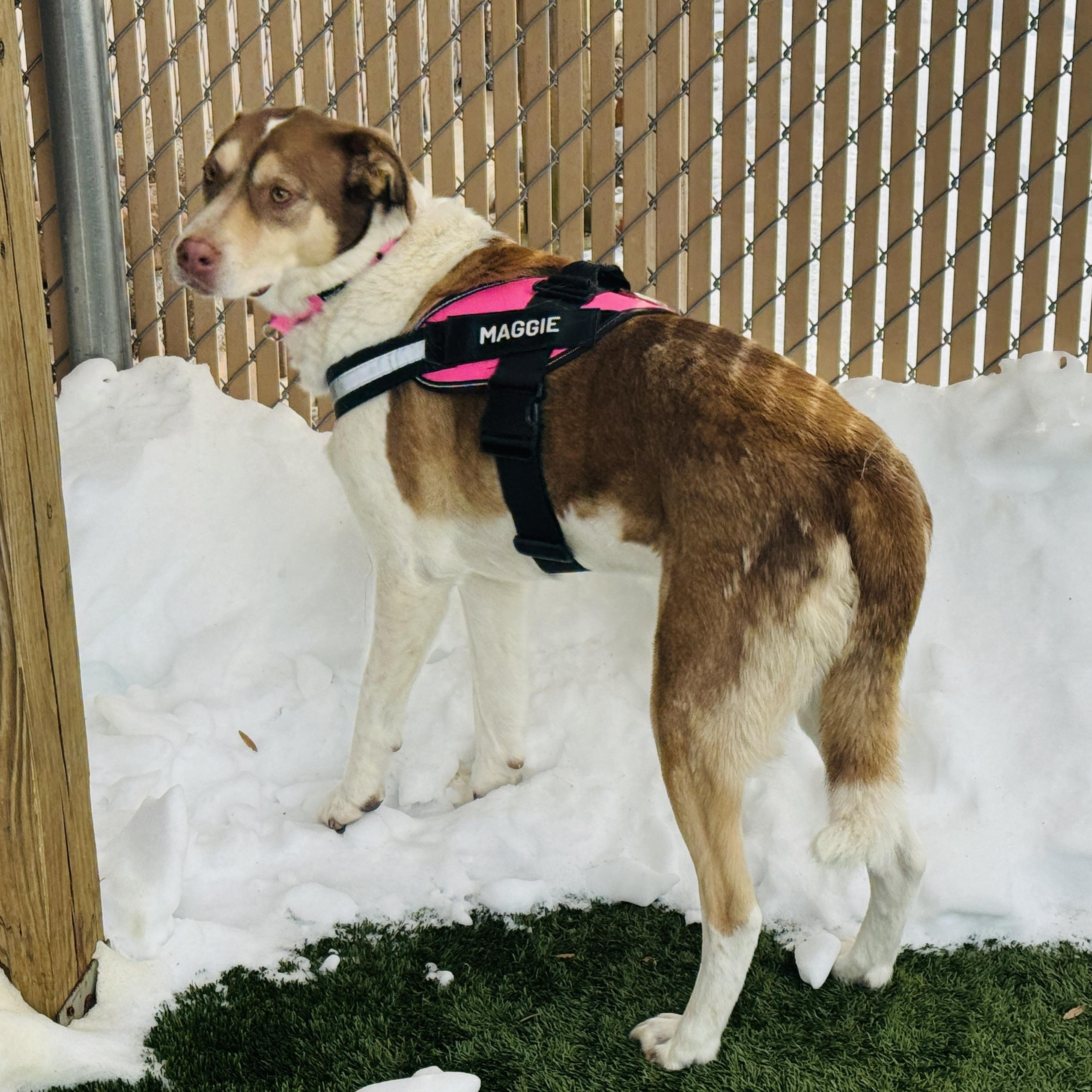 Enlarge MEET MAGGIE- FIXED, VACCINATED, HOUSEBROKEN, MICROCHIPPED! DOG FRIENDLY, a ADOPTABLE mixed breed in Clifton, NJ image 1/6