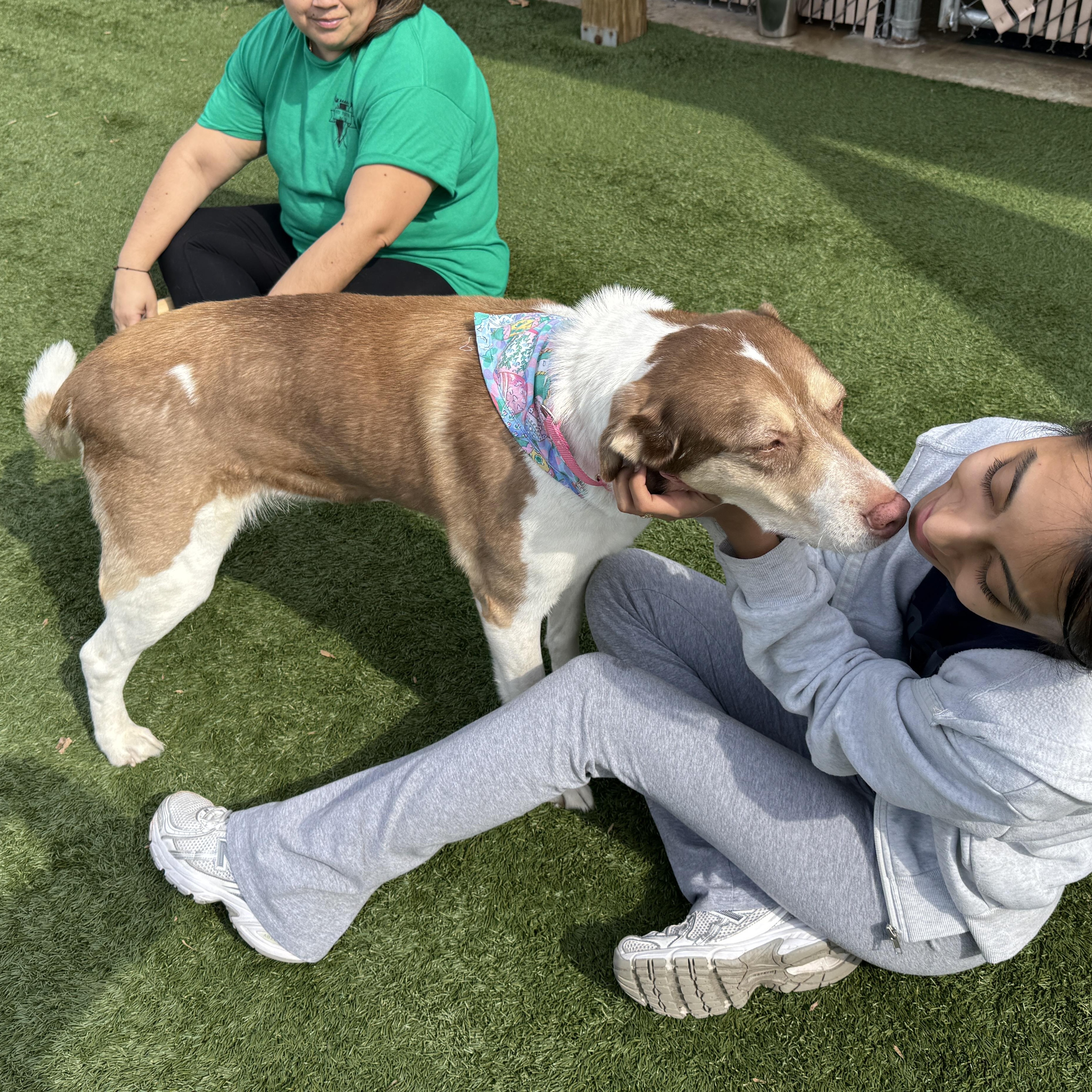 MEET MAGGIE- SHE LOVES THE LADIES! Beautiful Shepherd Mix, Housebroken, ADOPTABLE, Adult Female Shepherd.