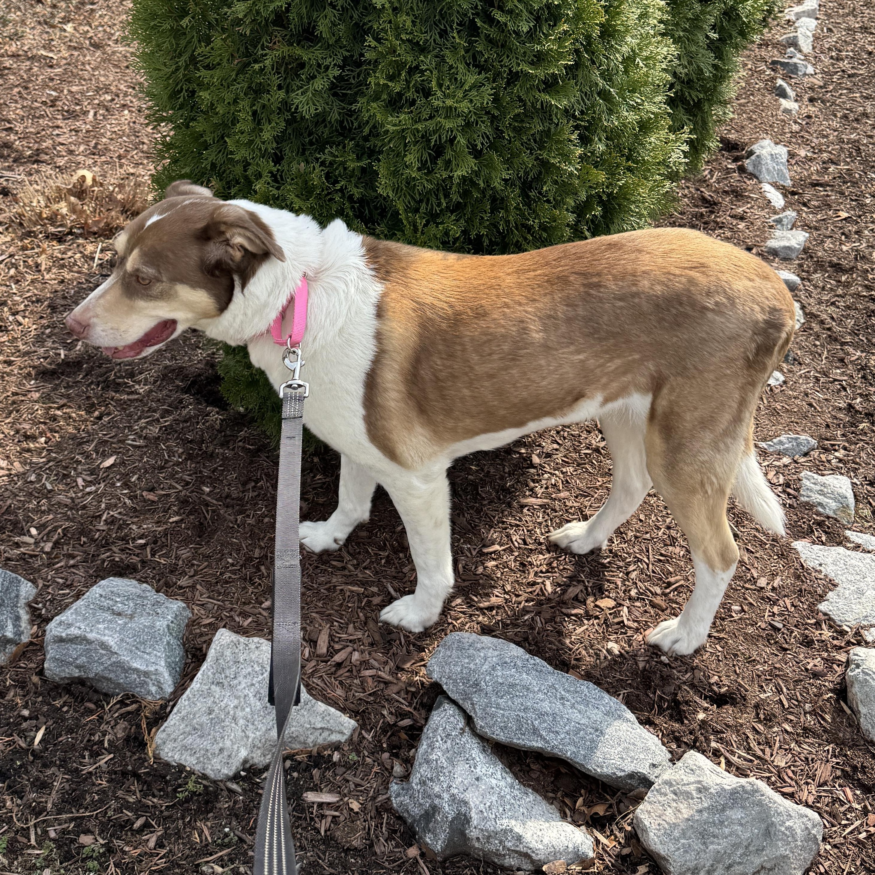 Enlarge MEET MAGGIE- SHE LOVES THE LADIES! Beautiful Shepherd Mix, Housebroken, a ADOPTABLE mixed breed in Clifton, NJ image 3/6