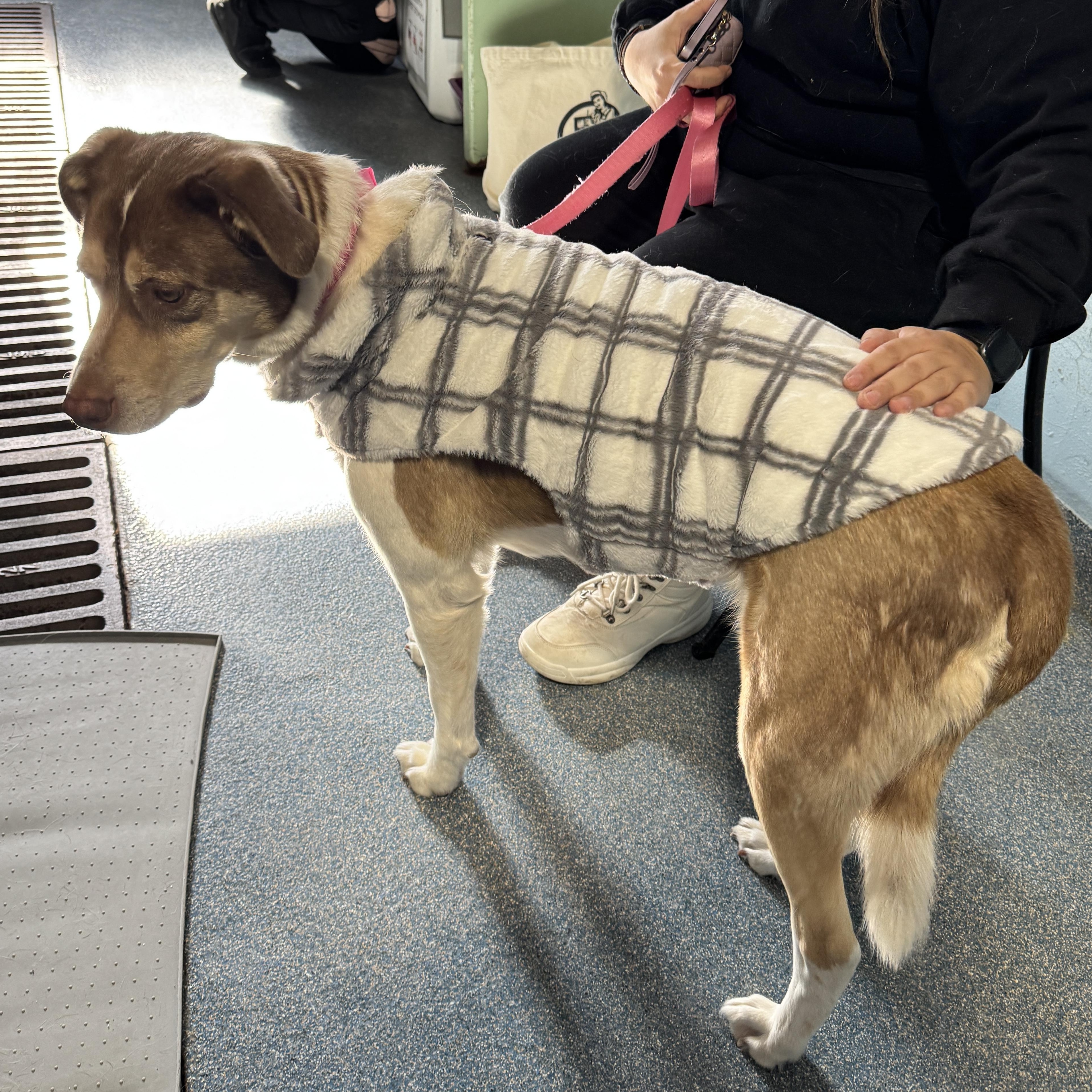 Enlarge MEET MAGGIE- FIXED, VACCINATED, HOUSEBROKEN, MICROCHIPPED! DOG FRIENDLY, a ADOPTABLE mixed breed in Clifton, NJ image 6/6