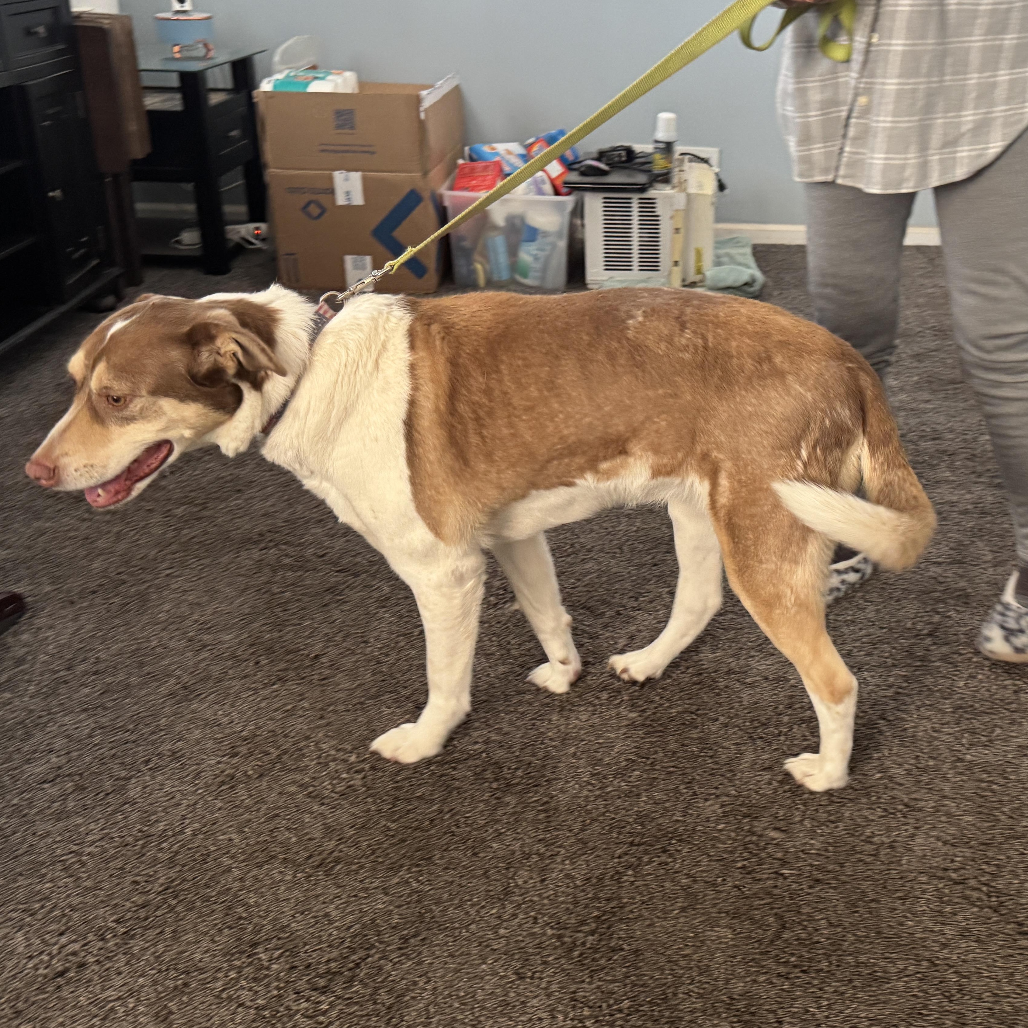 Meet Maggie Fixed  thumbnail 4