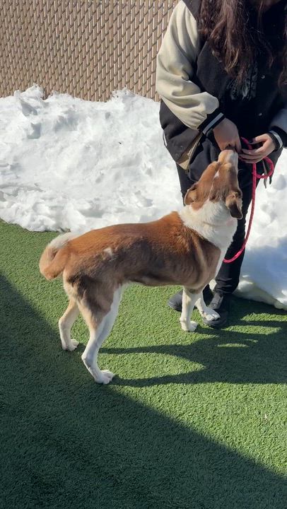 Enlarge MEET MAGGIE- FIXED, VACCINATED, HOUSEBROKEN, MICROCHIPPED! DOG FRIENDLY, a ADOPTABLE mixed breed in Clifton, NJ video 5/6