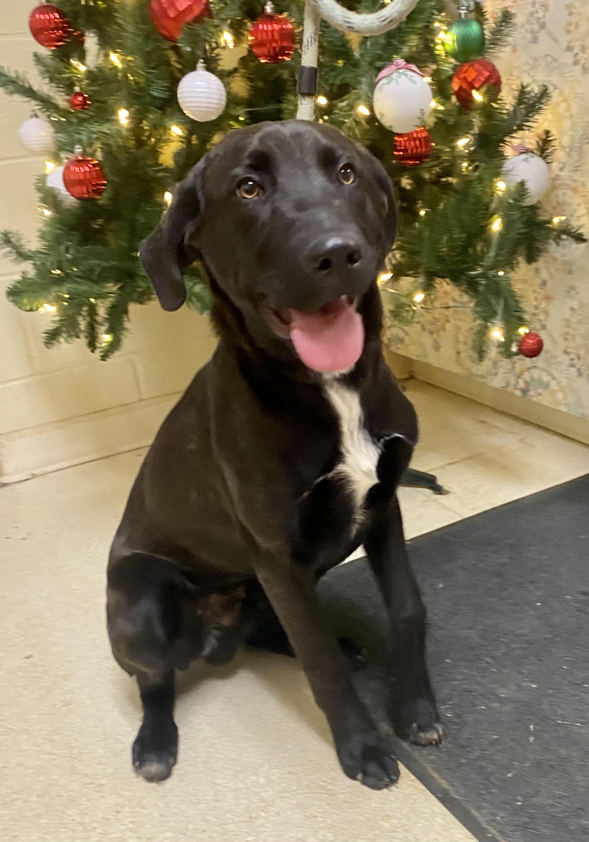 Master Chief , ADOPTABLE, Young Male Black Labrador Retriever.