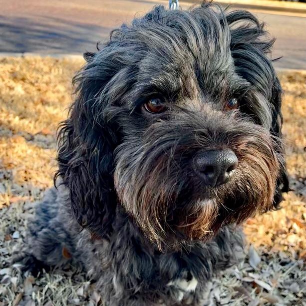 Rusty, adopted, Adult Male Cockapoo.