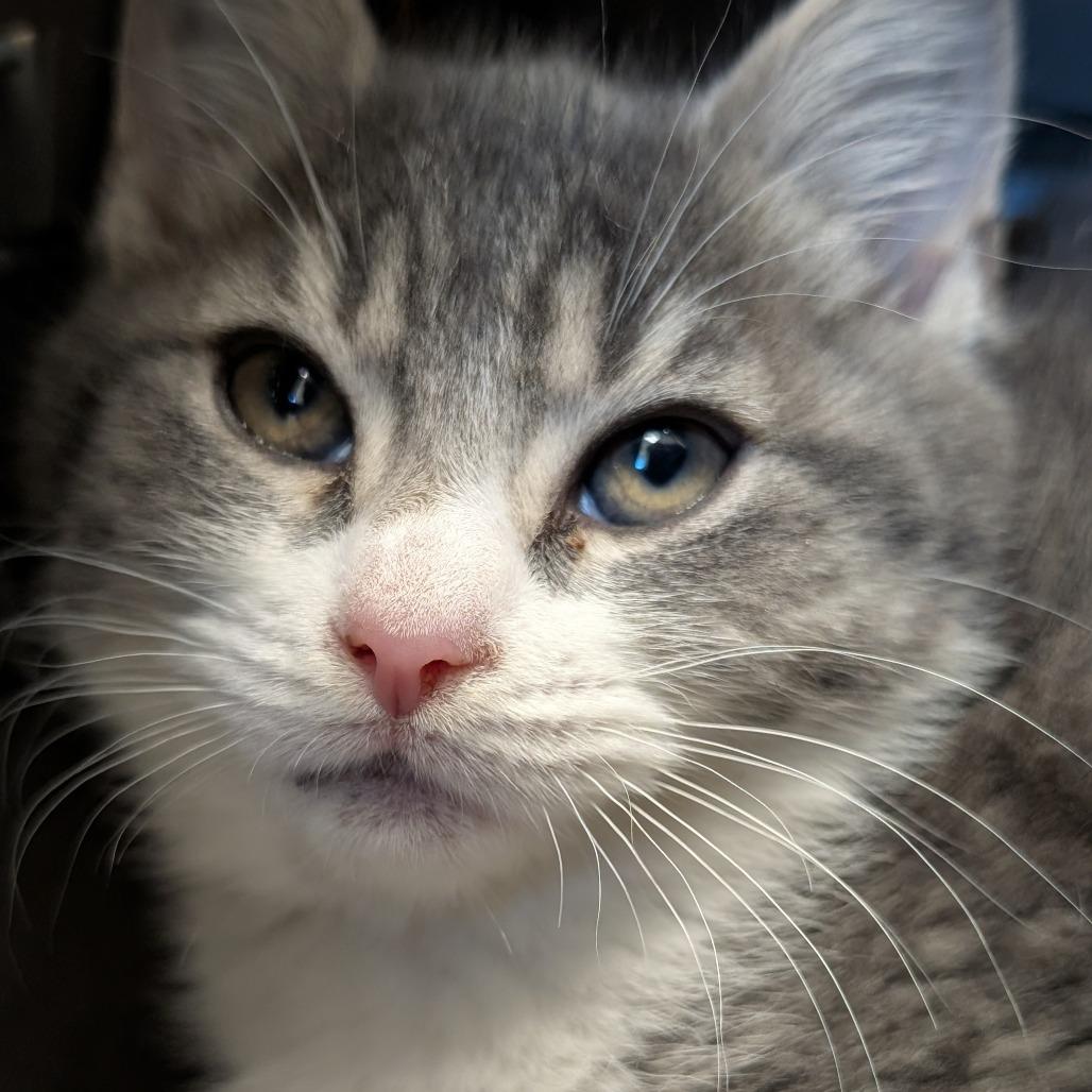 Aramis, Adoptable, Kitten Female Domestic Short Hair.