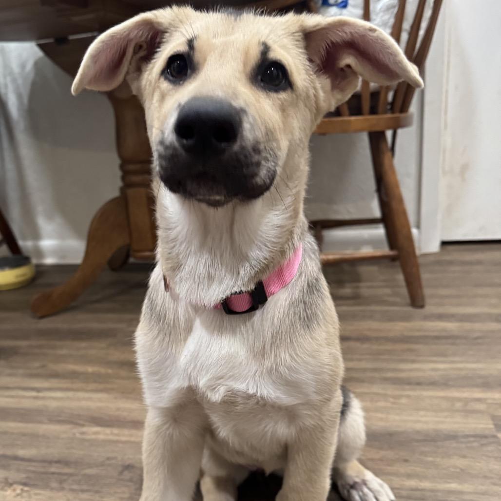 Susie, Adoptable, Puppy Female German Shepherd Dog & Mixed Breed.