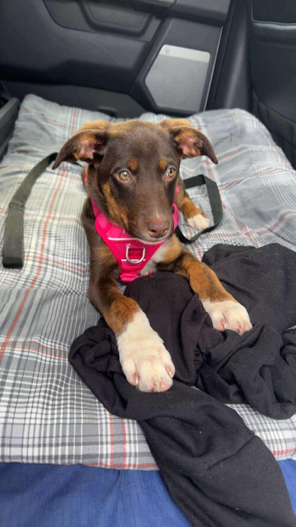 Kona