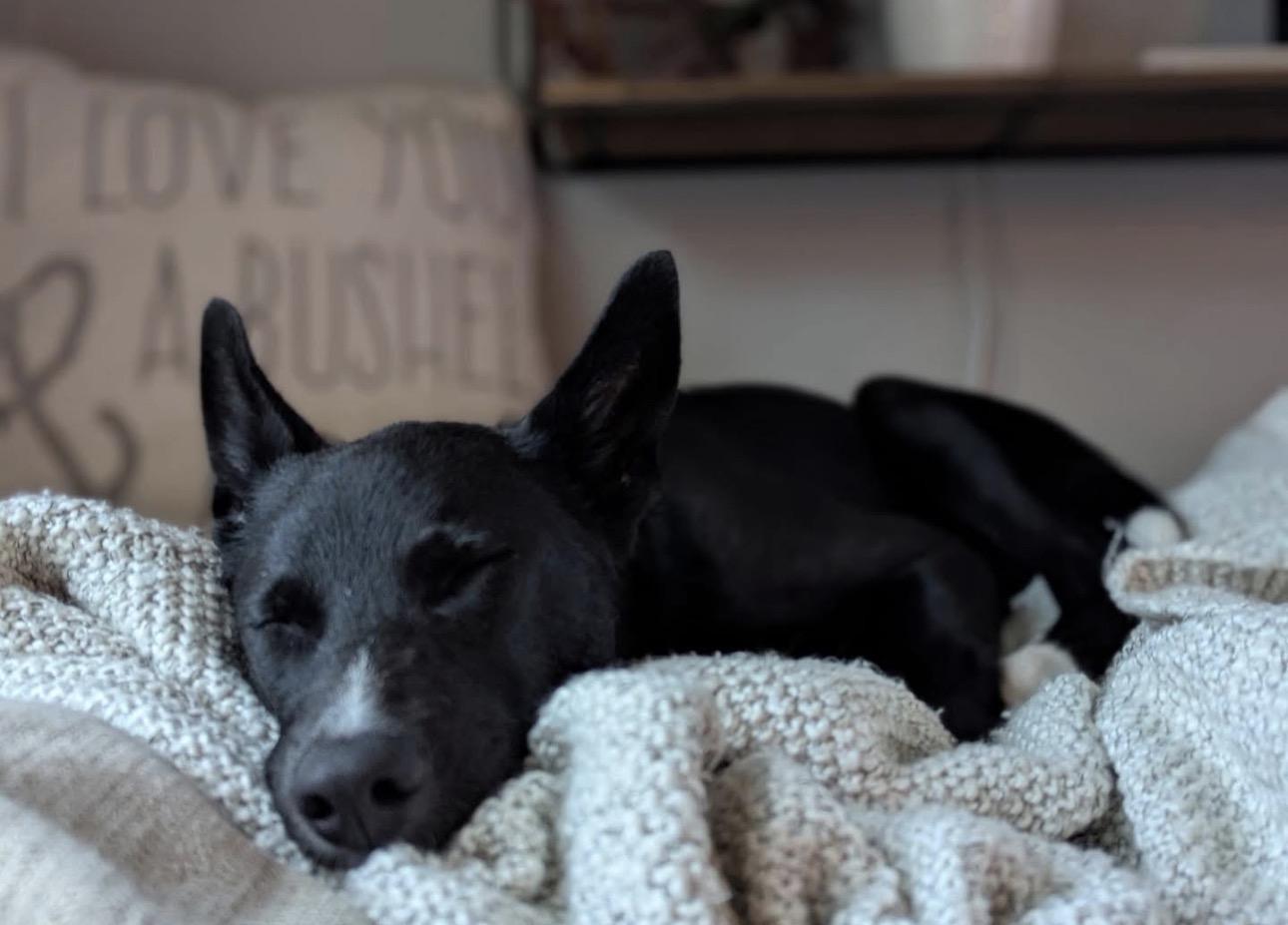 Enlarge Ivy, a Adoptable mixed breed in Kutztown, PA image 2/6