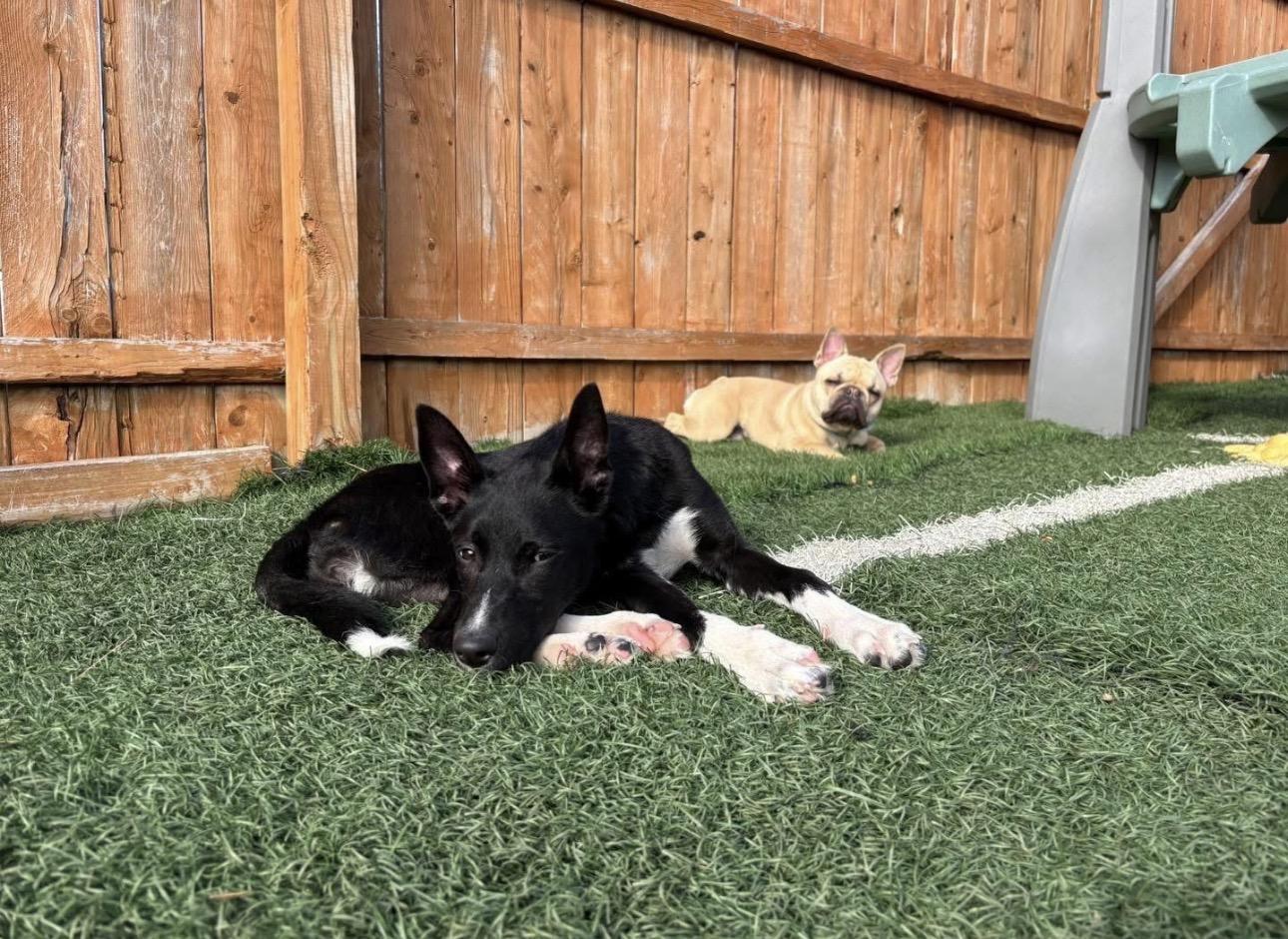 Enlarge Ivy, a Adoptable mixed breed in Kutztown, PA image 3/6