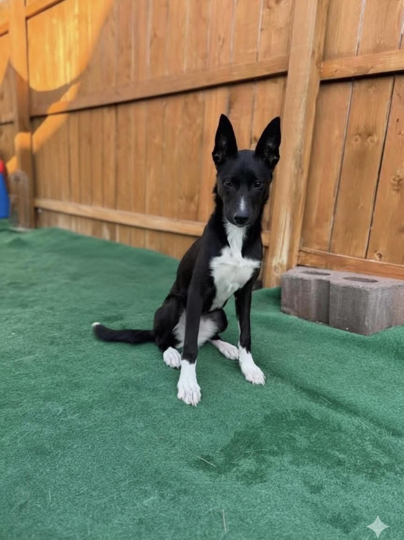 Enlarge Ivy, a Adoptable mixed breed in Kutztown, PA image 4/6
