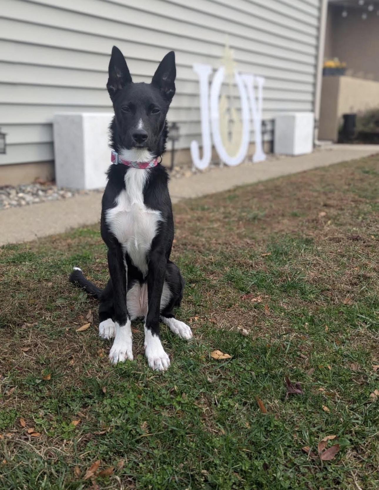 Enlarge Ivy, a Adoptable mixed breed in Kutztown, PA image 1/6