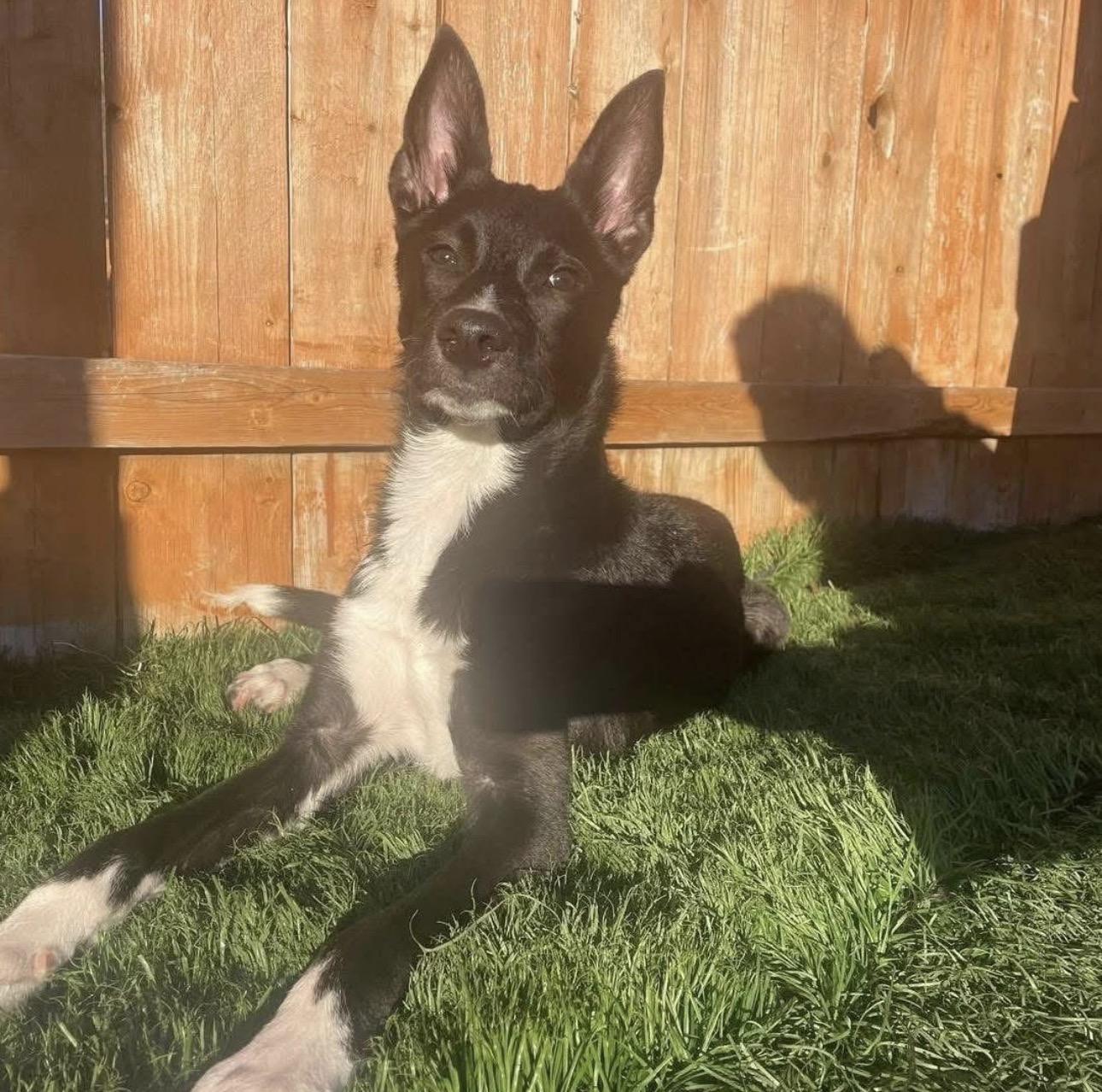 Enlarge Ivy, a Adoptable mixed breed in Kutztown, PA image 5/6