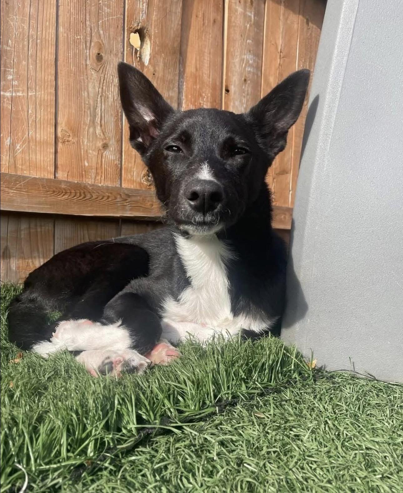 Enlarge Ivy, a Adoptable mixed breed in Kutztown, PA image 6/6