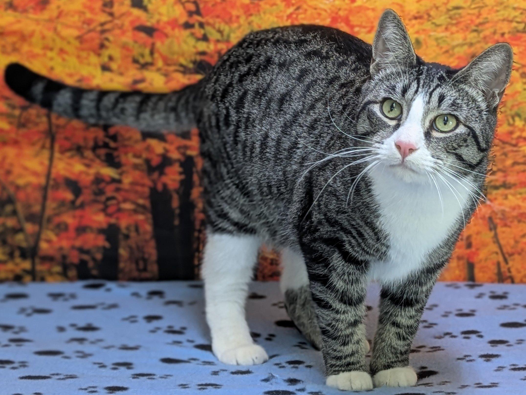 Enlarge Fritos, an adopted mixed breed in Monroe, WA image 4/6