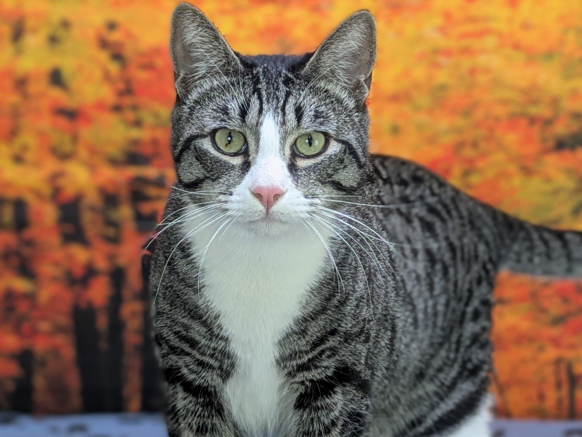 Enlarge Fritos, an adopted mixed breed in Monroe, WA image 2/6