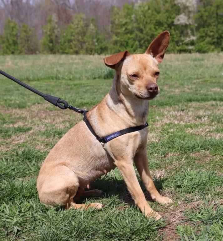 Enlarge Bambi, an adopted Chihuahua in Nashville , TN image 4/6