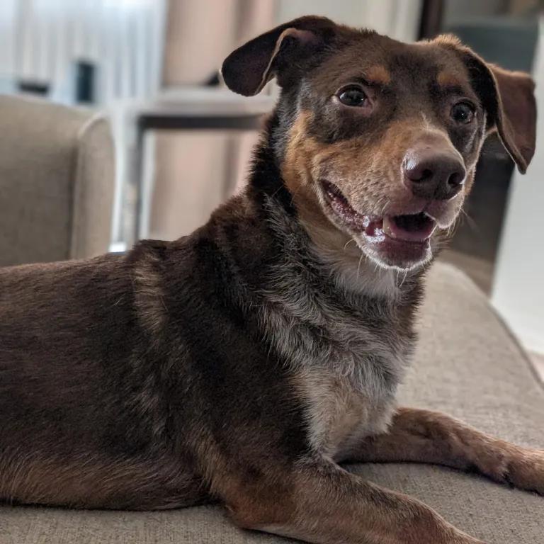 Enlarge Loki, a ADOPTABLE mixed breed in Port Charlotte, FL image 2/4