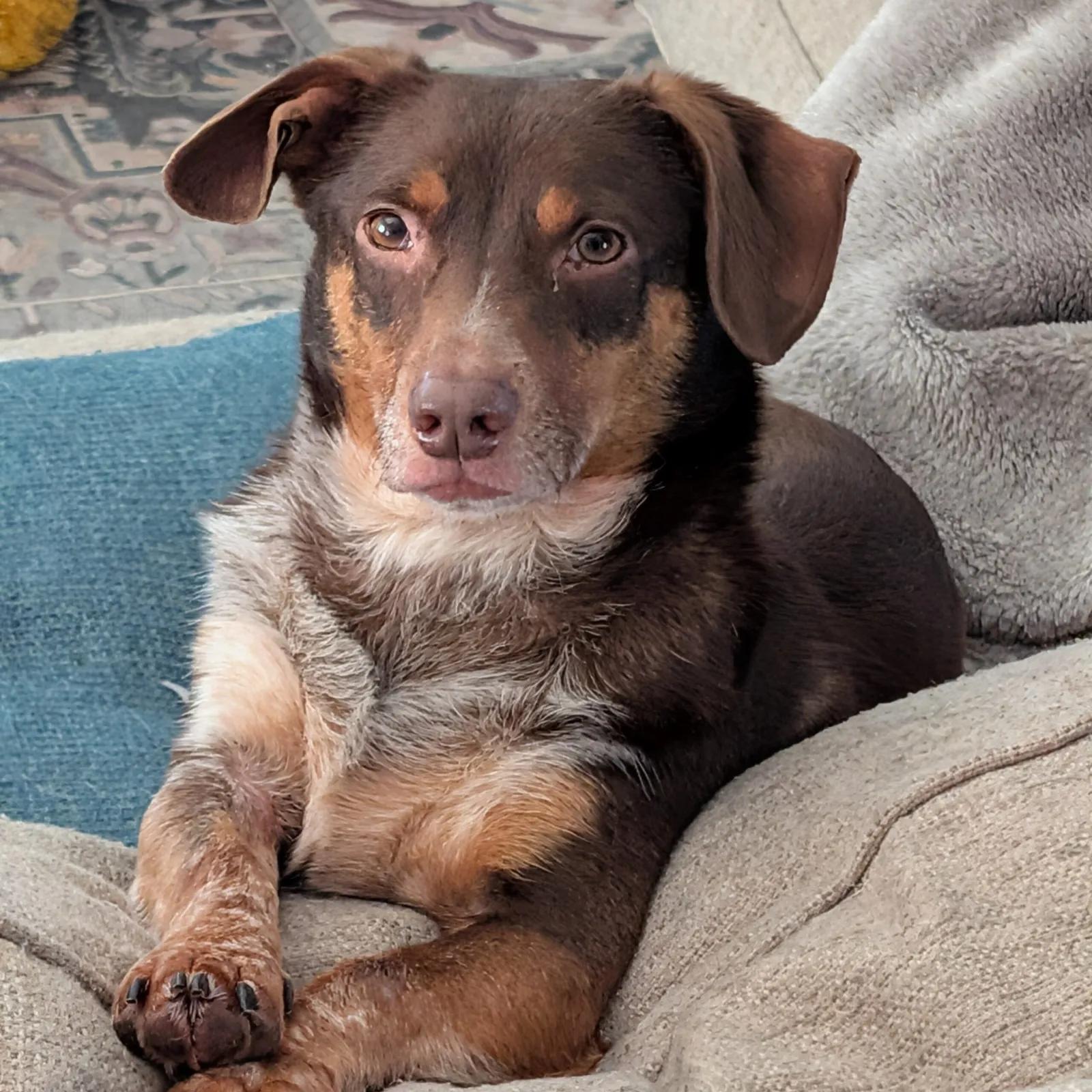 Enlarge Loki, a ADOPTABLE mixed breed in Port Charlotte, FL image 1/4