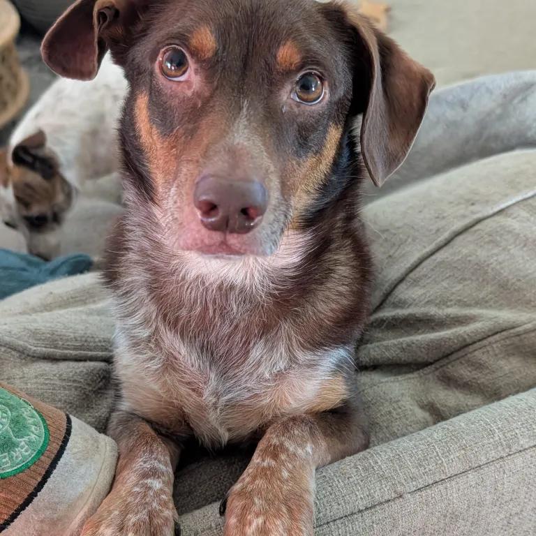 Enlarge Loki, a ADOPTABLE mixed breed in Port Charlotte, FL image 4/4