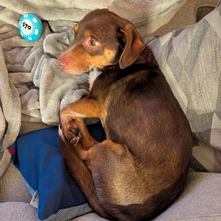 Enlarge Loki, a ADOPTABLE mixed breed in Port Charlotte, FL image 3/4