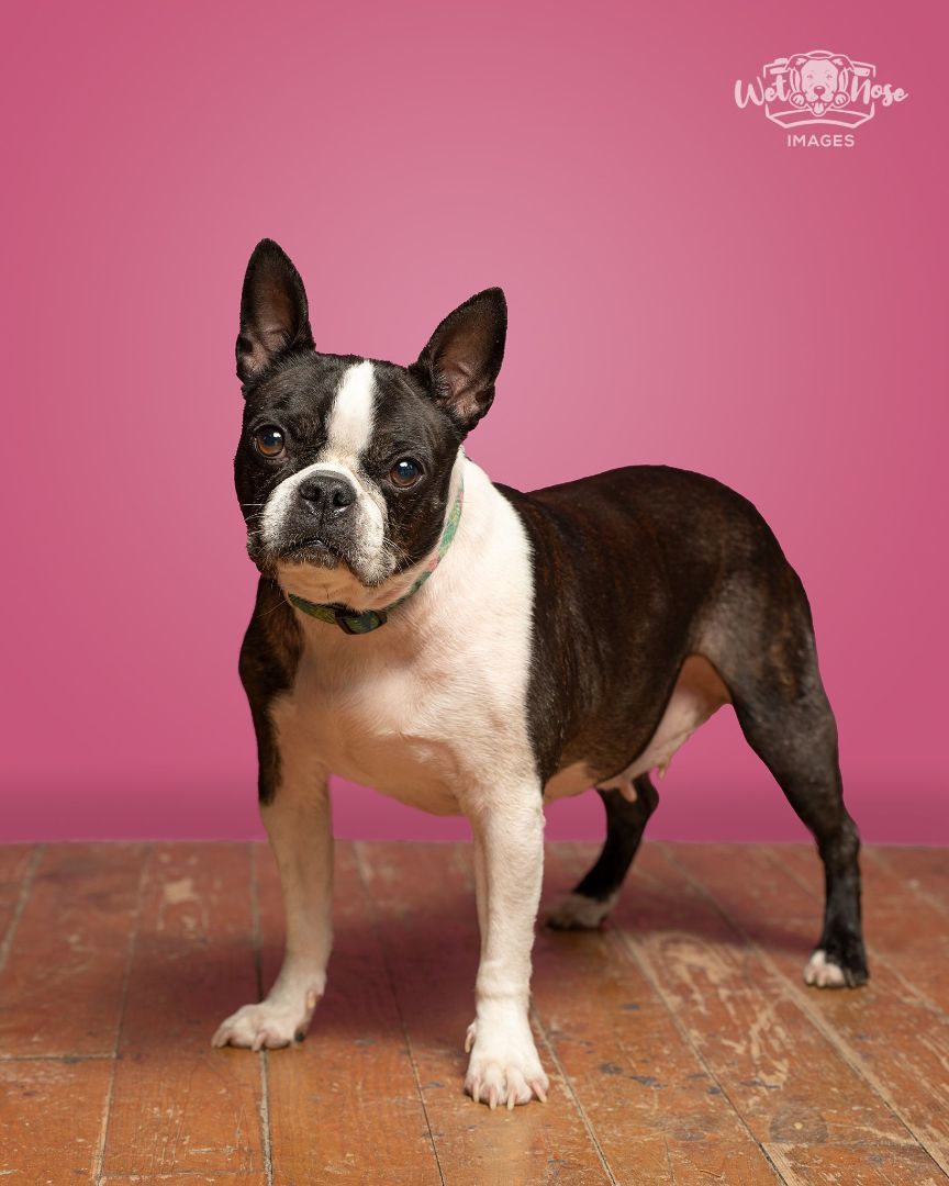Enlarge Lucie, a Adopted Boston Terrier in Kentville, NS image 1/4