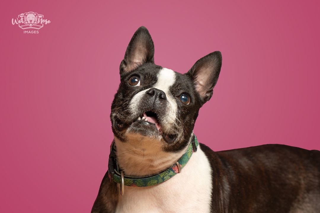 Enlarge Lucie, a Adopted Boston Terrier in Kentville, NS image 2/4