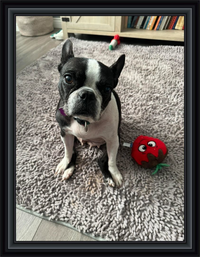 Enlarge Lucie, a Adopted Boston Terrier in Kentville, NS image 3/4