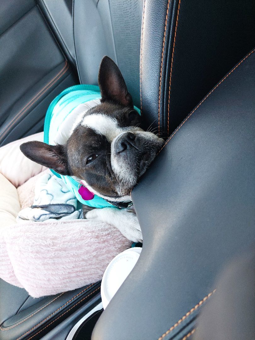 Enlarge Lucie, a Adopted Boston Terrier in Kentville, NS image 4/4