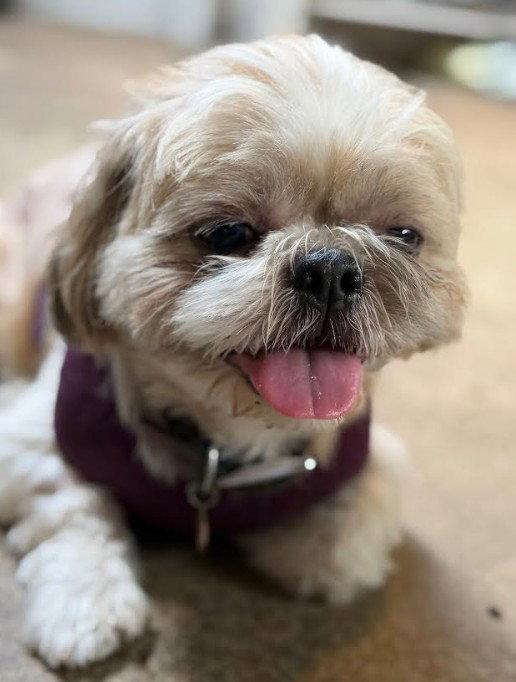 Enlarge Chato, a Adopted Shih Tzu in San Diego, CA image 1/3