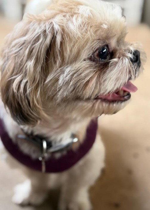 Enlarge Chato, a Adopted Shih Tzu in San Diego, CA image 2/3