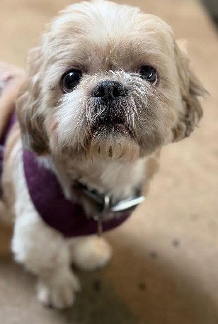 Enlarge Chato, a Adopted Shih Tzu in San Diego, CA image 3/3