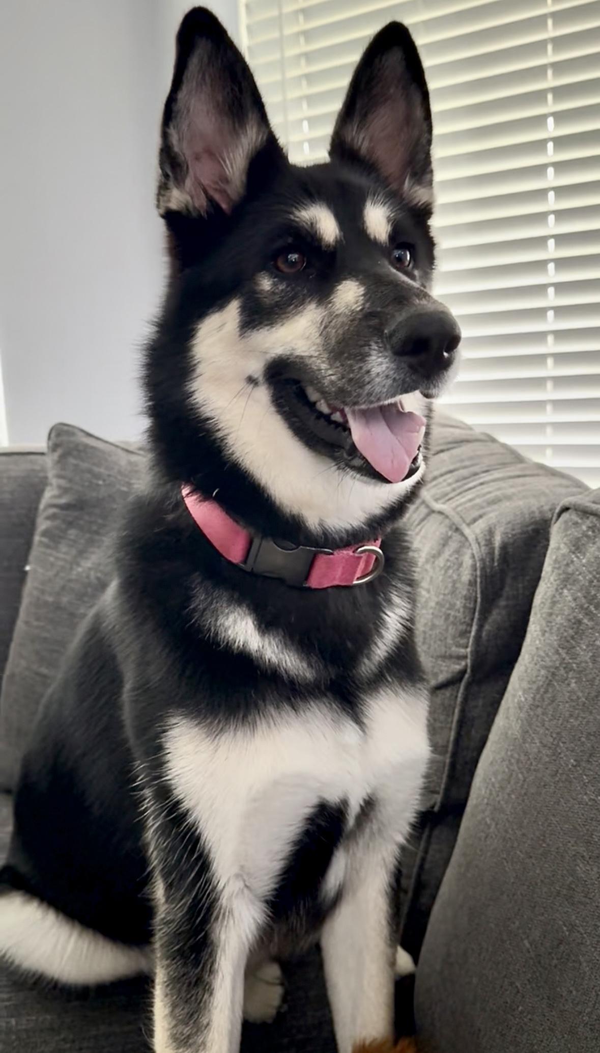 Enlarge LAGO- Houston TX, an adopted mixed breed in Alvin, TX image 3/3