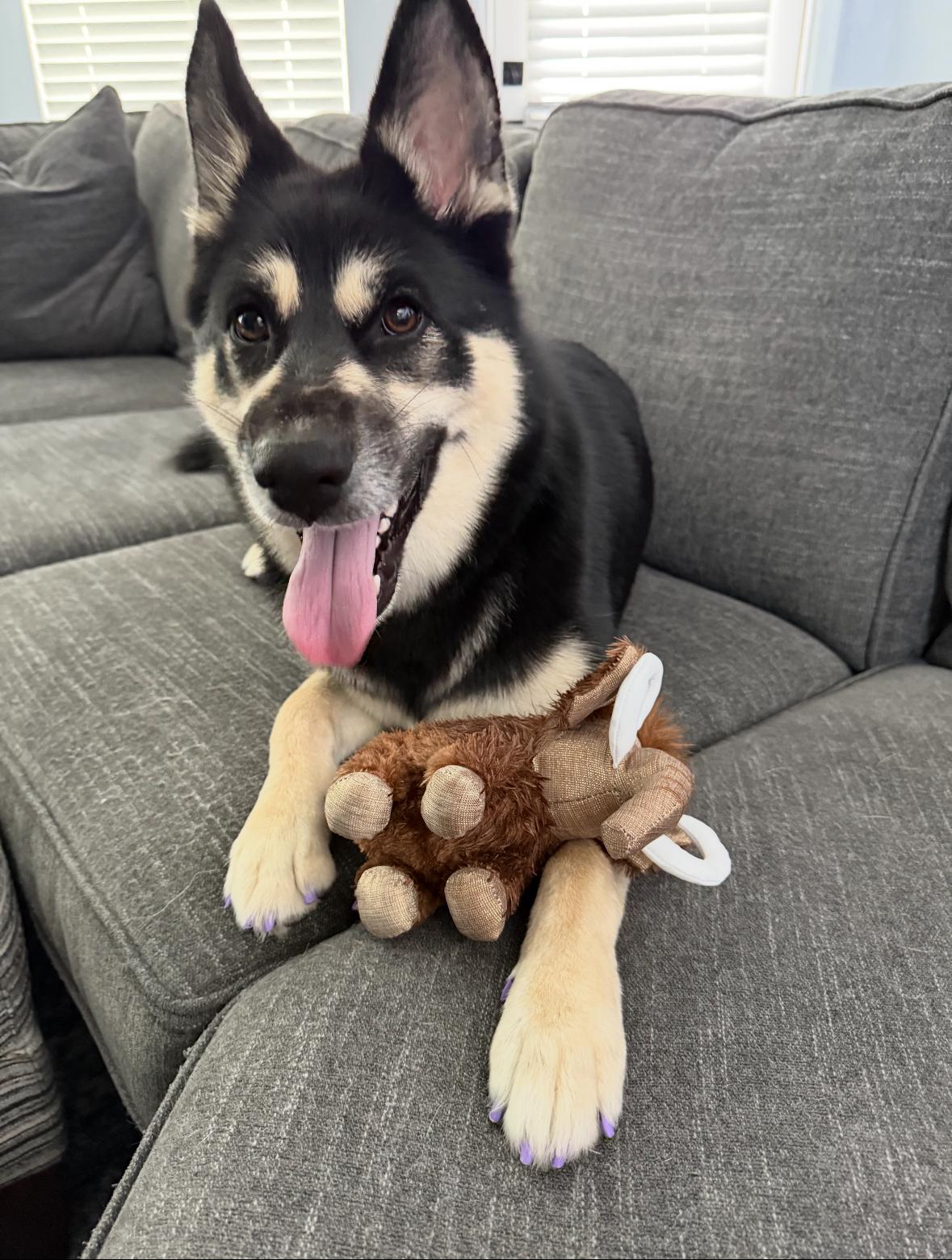 LAGO- Houston TX, adopted, Young Female German Shepherd Dog & Husky.