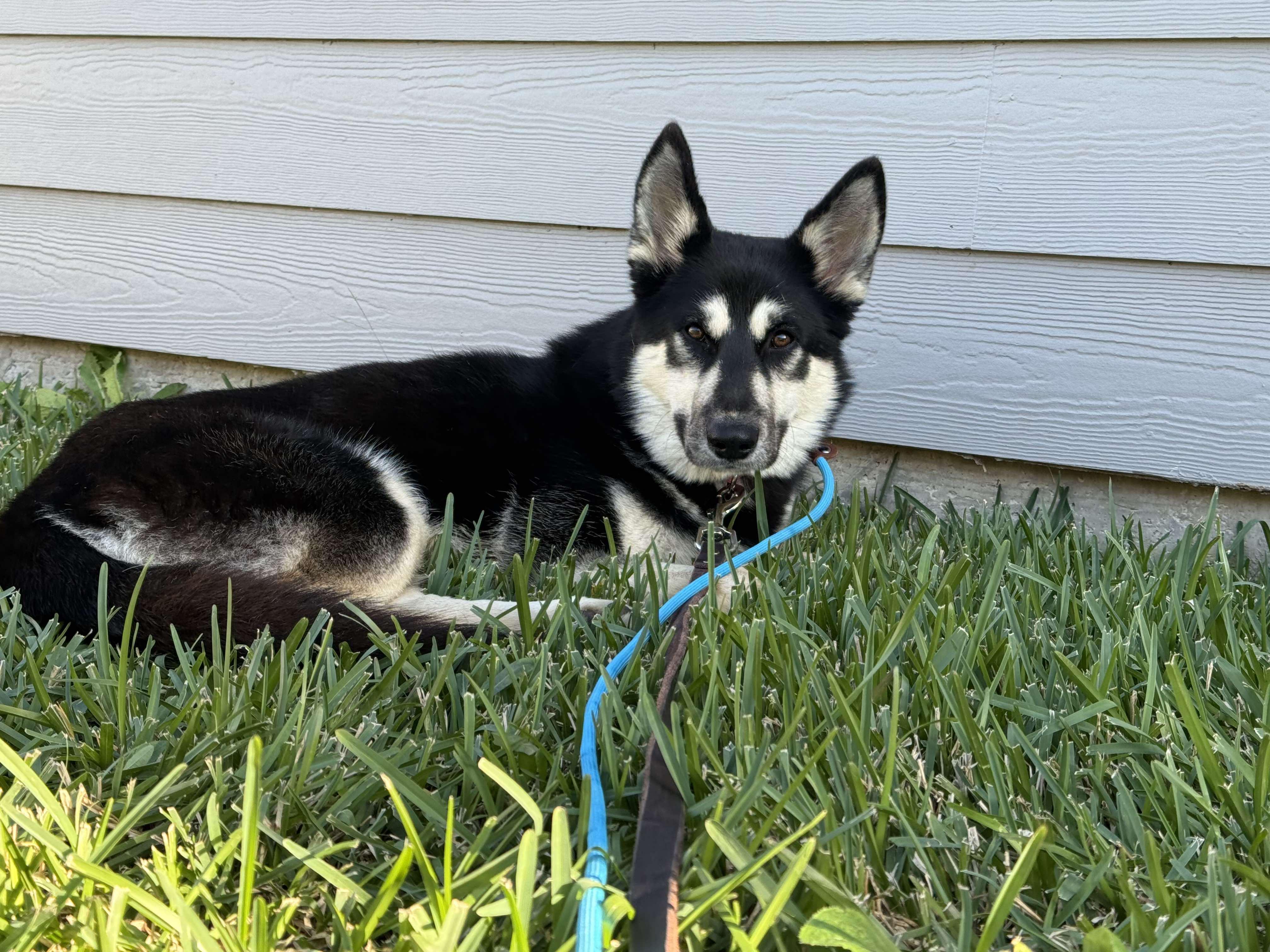 Enlarge LAGO- Houston TX, an adopted mixed breed in Alvin, TX image 2/3