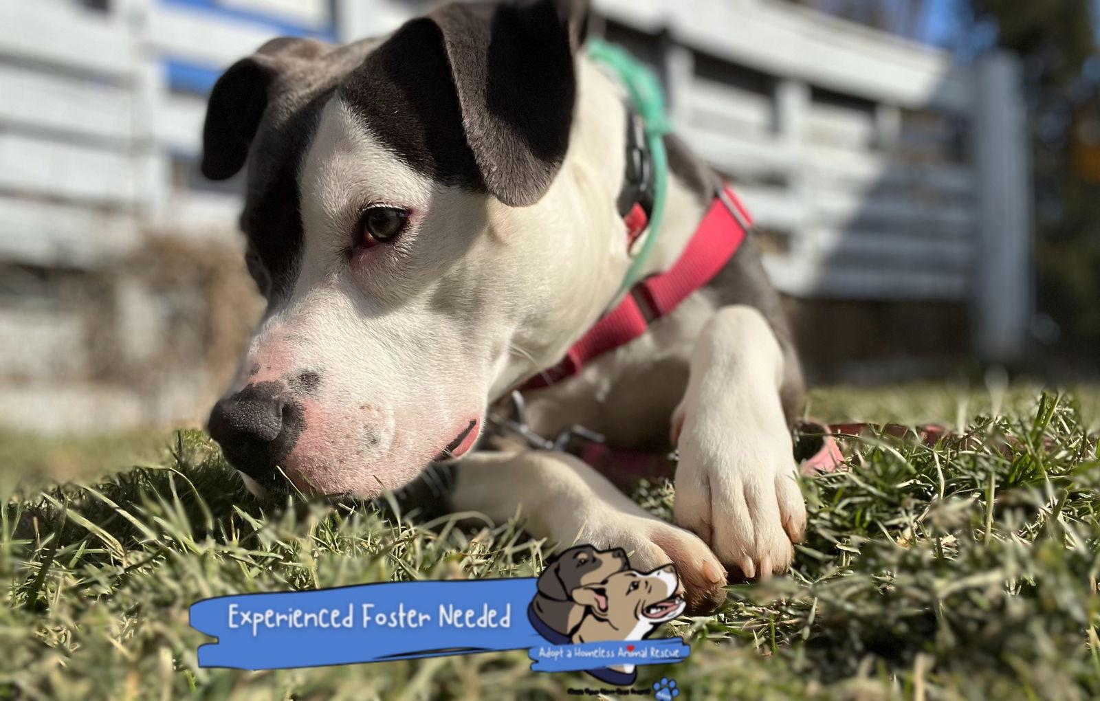 Petunia, a Adoptable mixed breed image 1/3