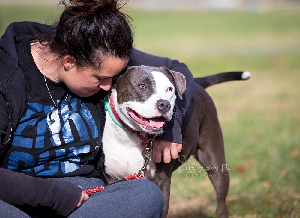 Petunia, Adoptable, Young Female Pit Bull Terrier & American Staffordshire Terrier.