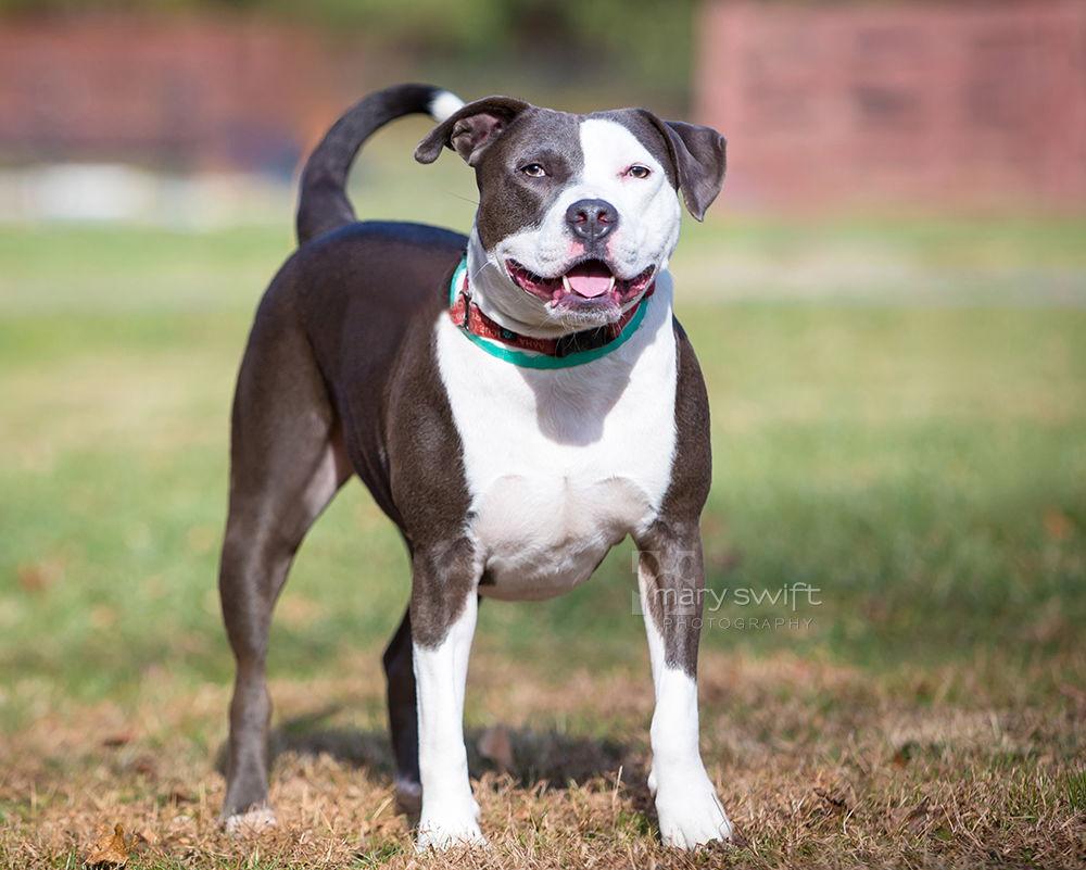 Petunia, a Adoptable mixed breed image 3/3