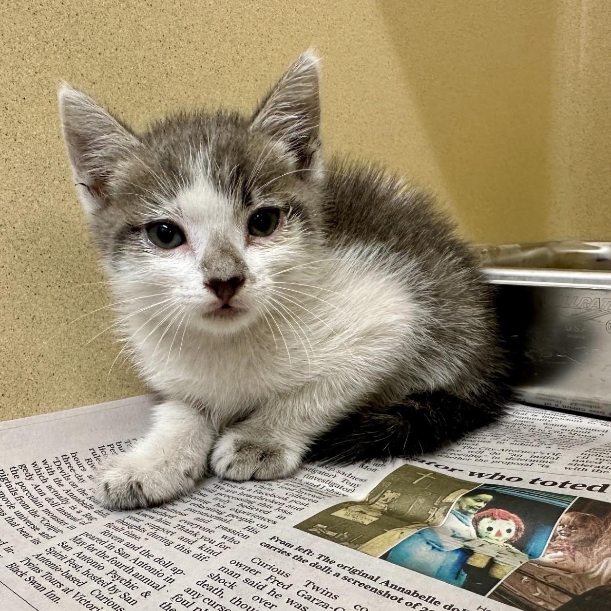 Enlarge Haku, a Adoptable Domestic Short Hair in Converse, TX image 3/3