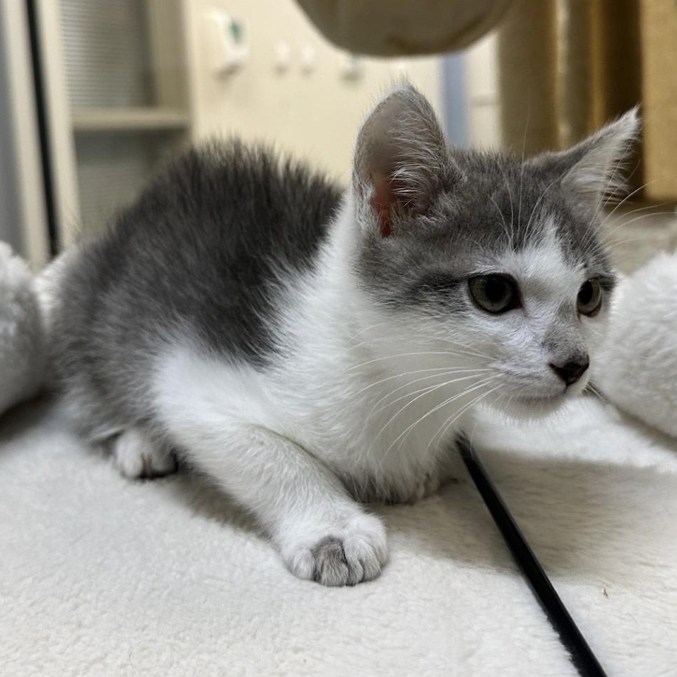 Enlarge Haku, a Adoptable Domestic Short Hair in Converse, TX image 2/3