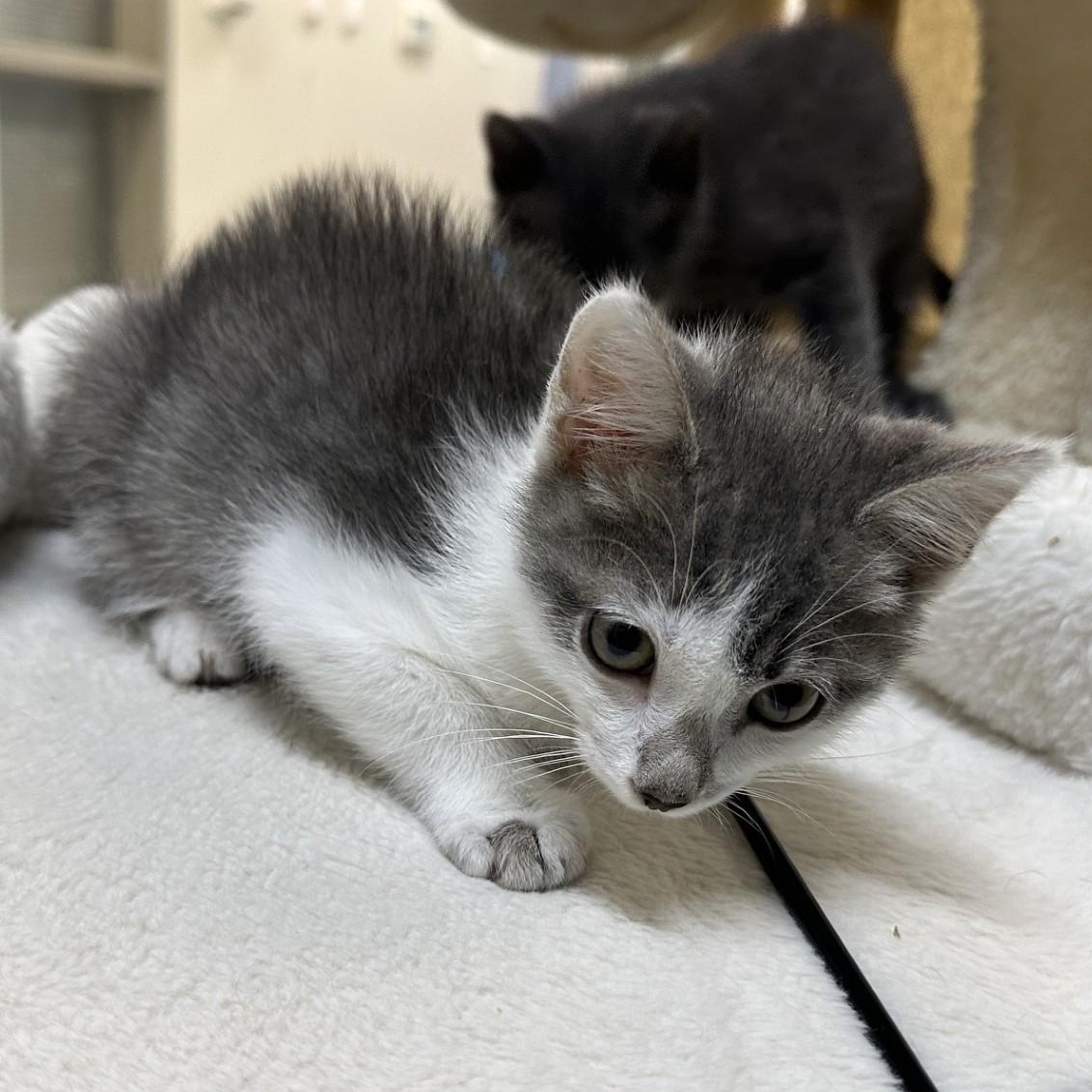 Haku, Adoptable, Kitten Male Domestic Short Hair.