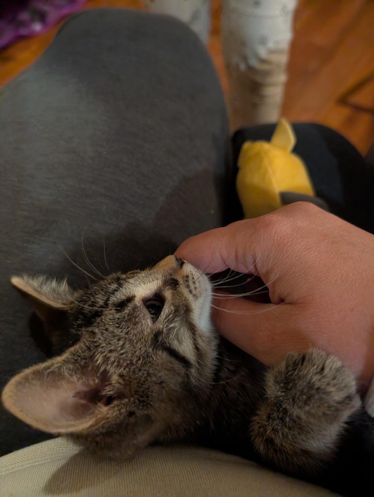 Jelly, Adopted, Kitten Male Domestic Short Hair.