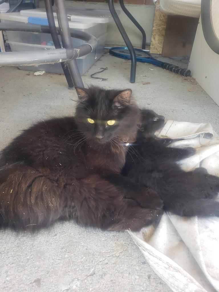 Lady Catherine, Adoptable, Young Female Domestic Long Hair.