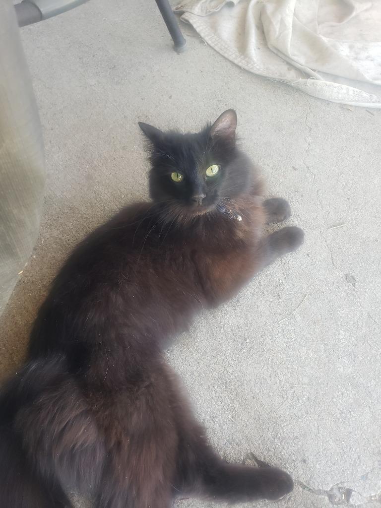 Lady Catherine, a Adoptable mixed breed in Salt Lake City, UT image 2/3