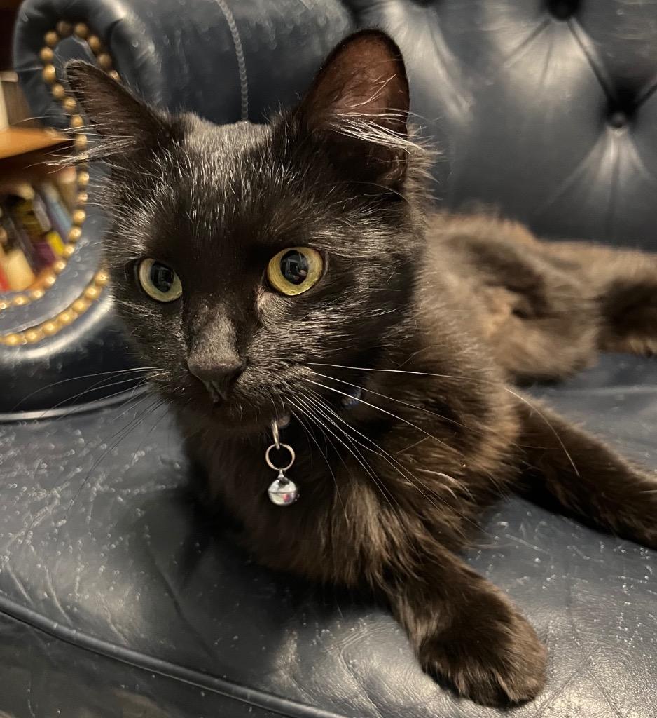 Lady Catherine, a Adoptable mixed breed in Salt Lake City, UT image 3/3